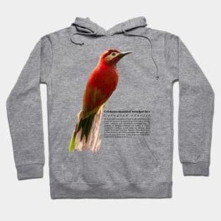 Crimson-mantled woodpecker exotic bird Hoodie